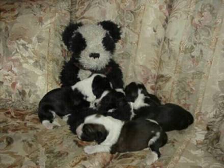 Panda Litter