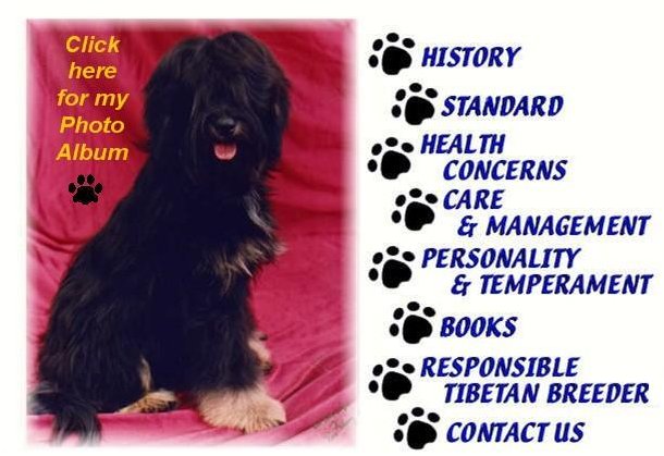 Tibetan Terrier Malice